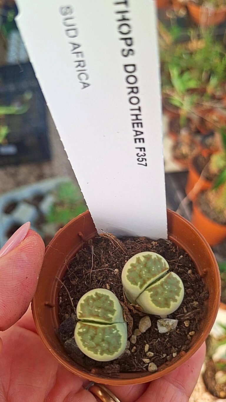 Lithops dorotheae