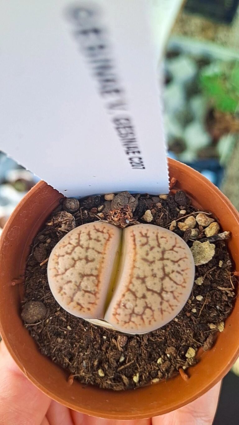 Lithops gesinae v gesinae