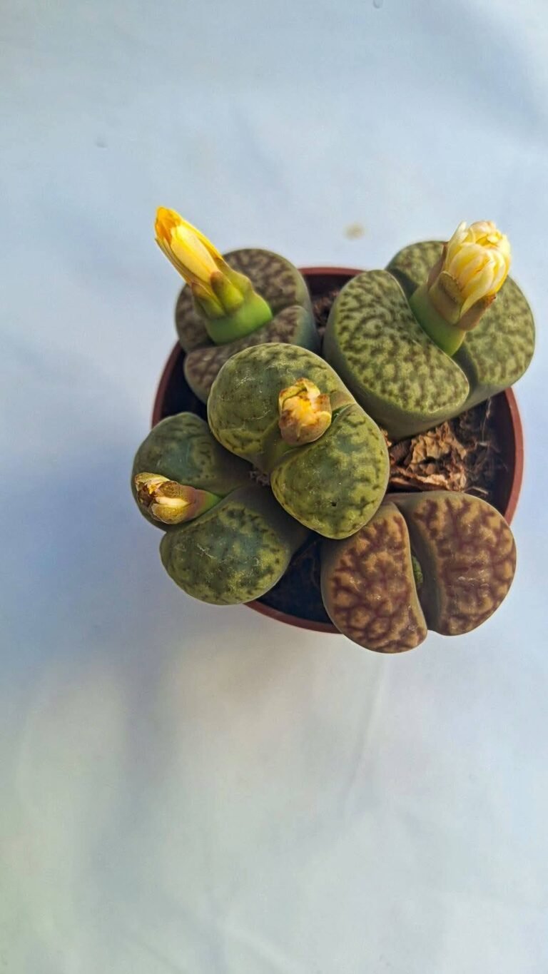 Lithops mix