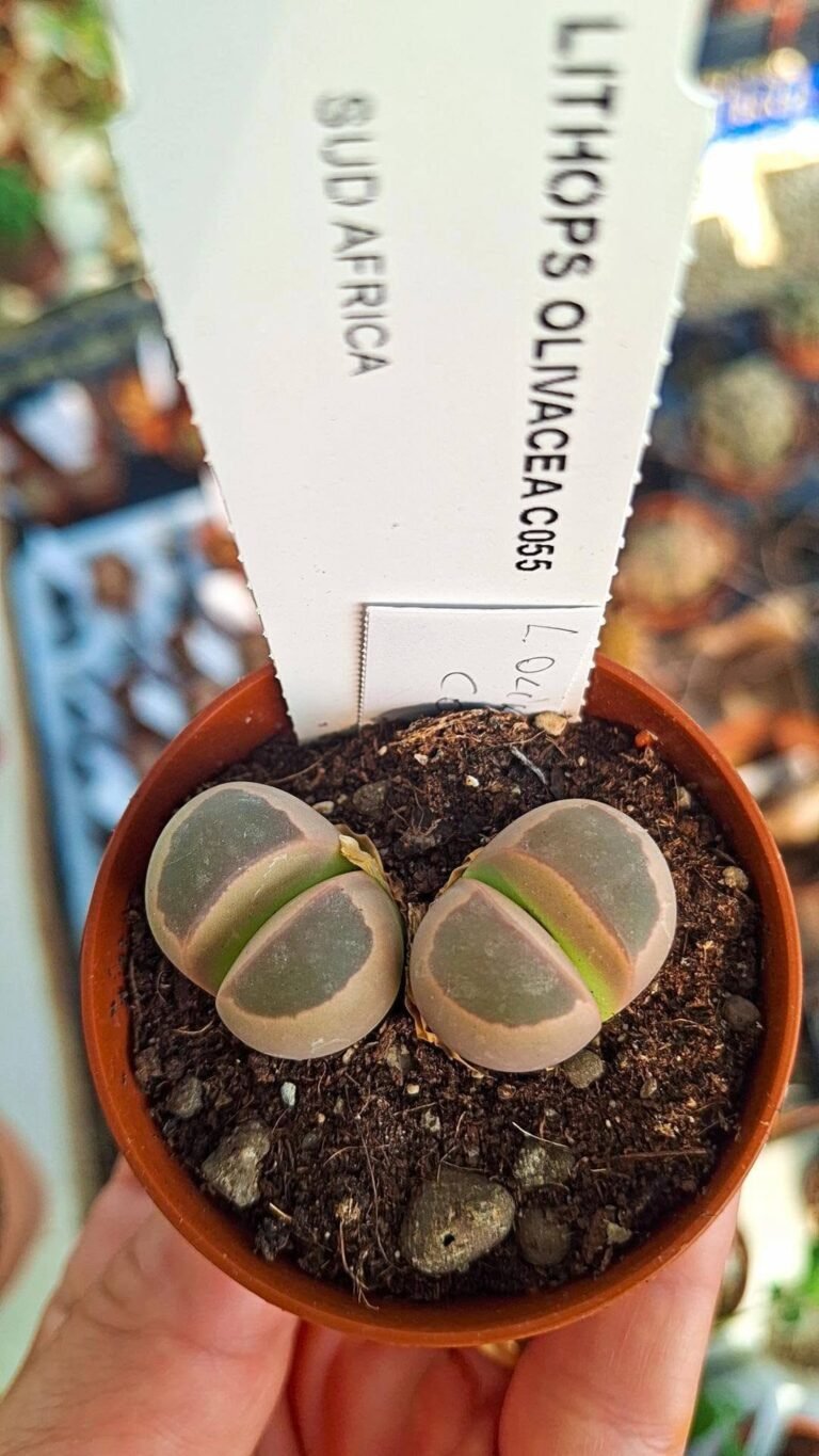 Lithops olivacea