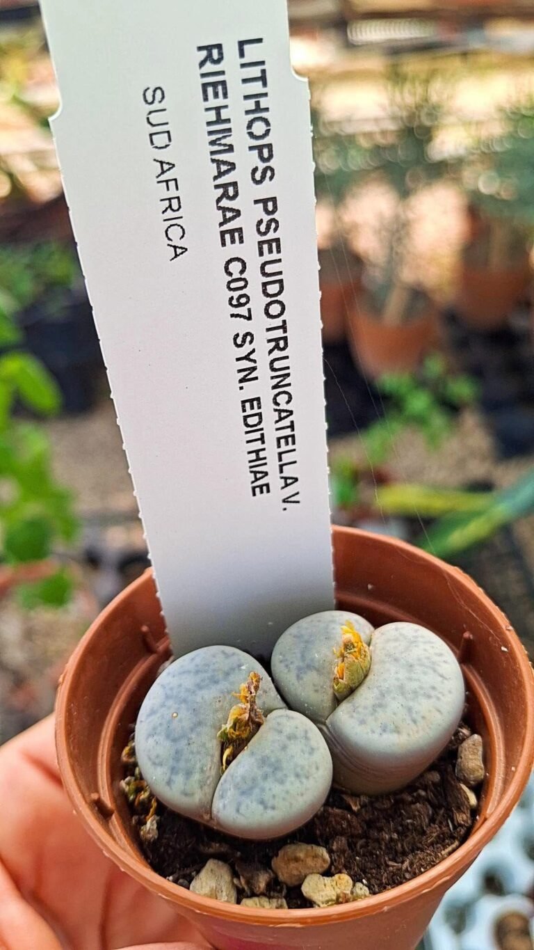 Lithops pseudotruncatella v. Riehmarae syn. Edithiae