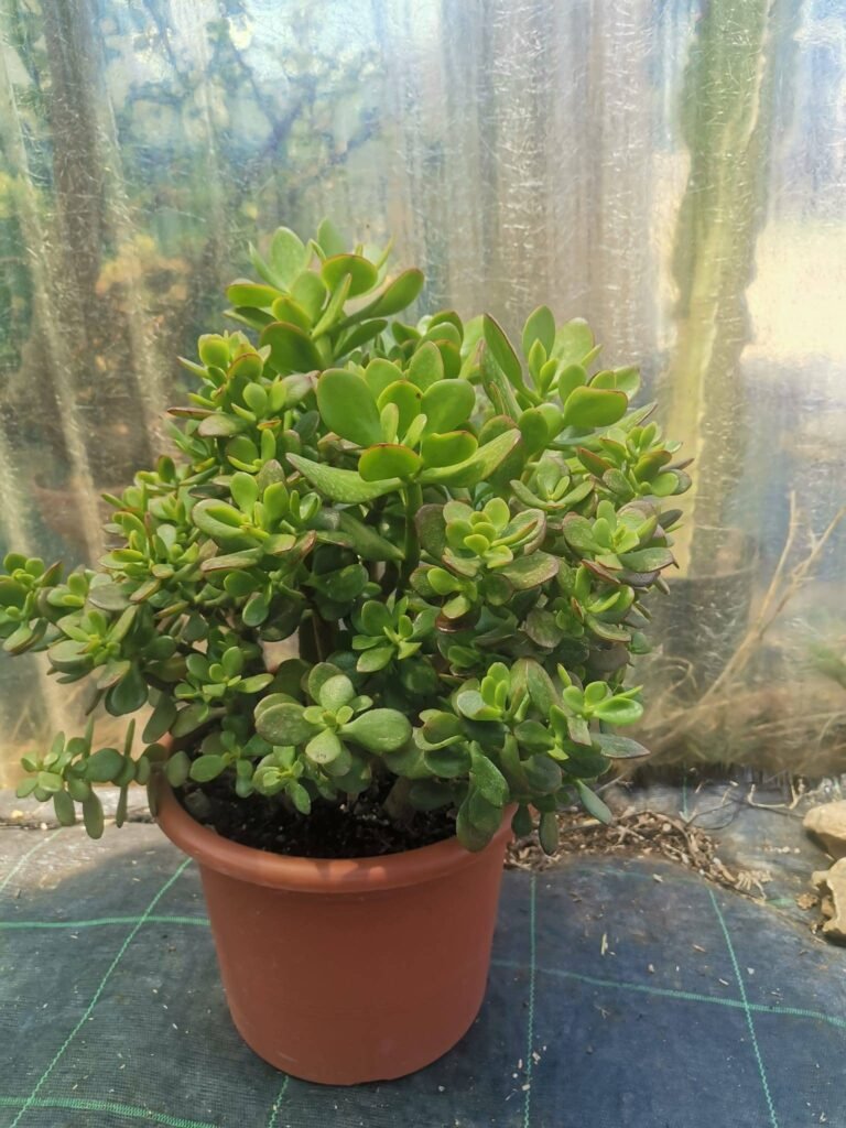 Mix Crassula Ovata più Ovata Minor f. big size