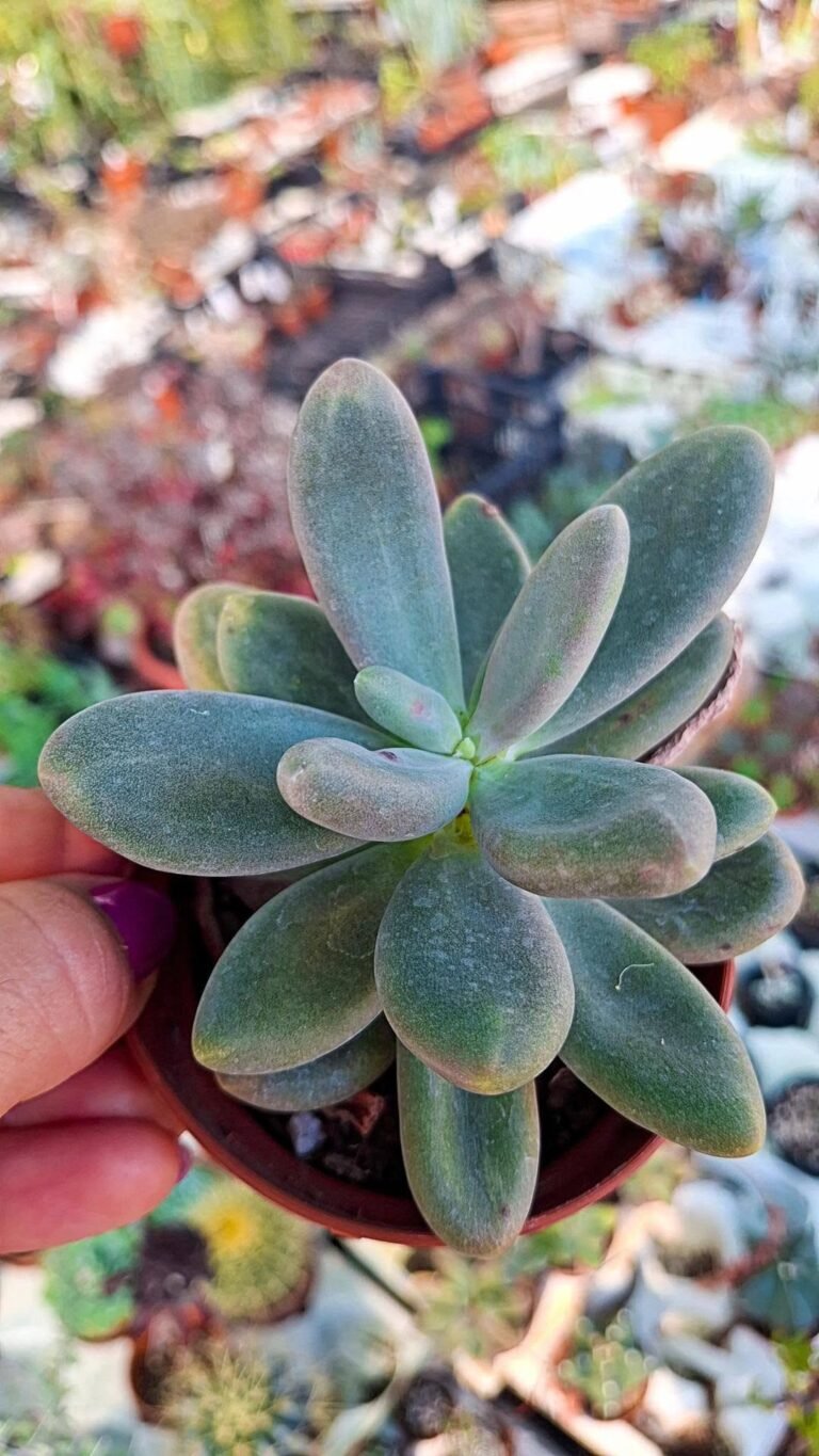 Pachyphytum Captain Jessop