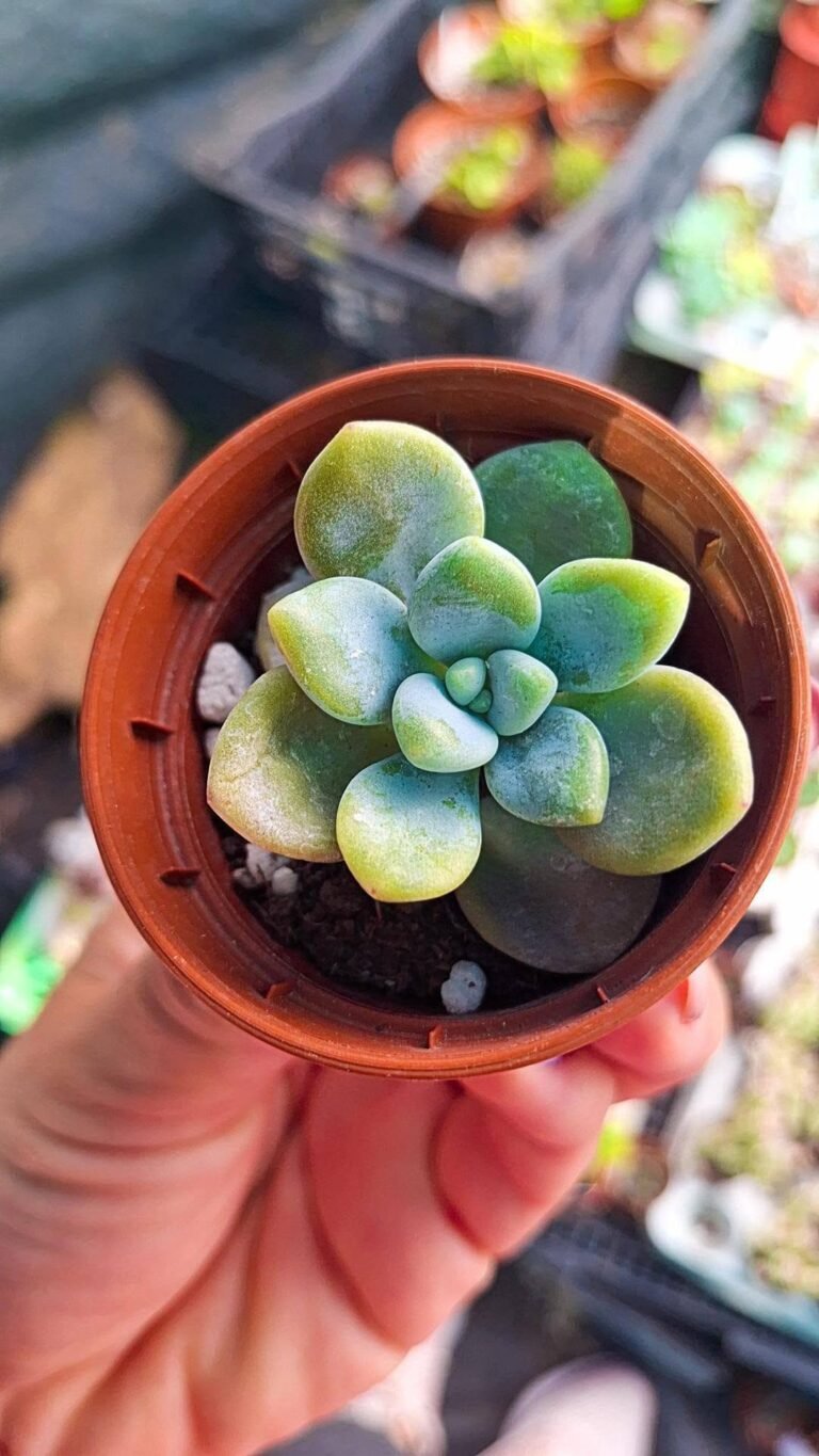 Pachyphytum cheese