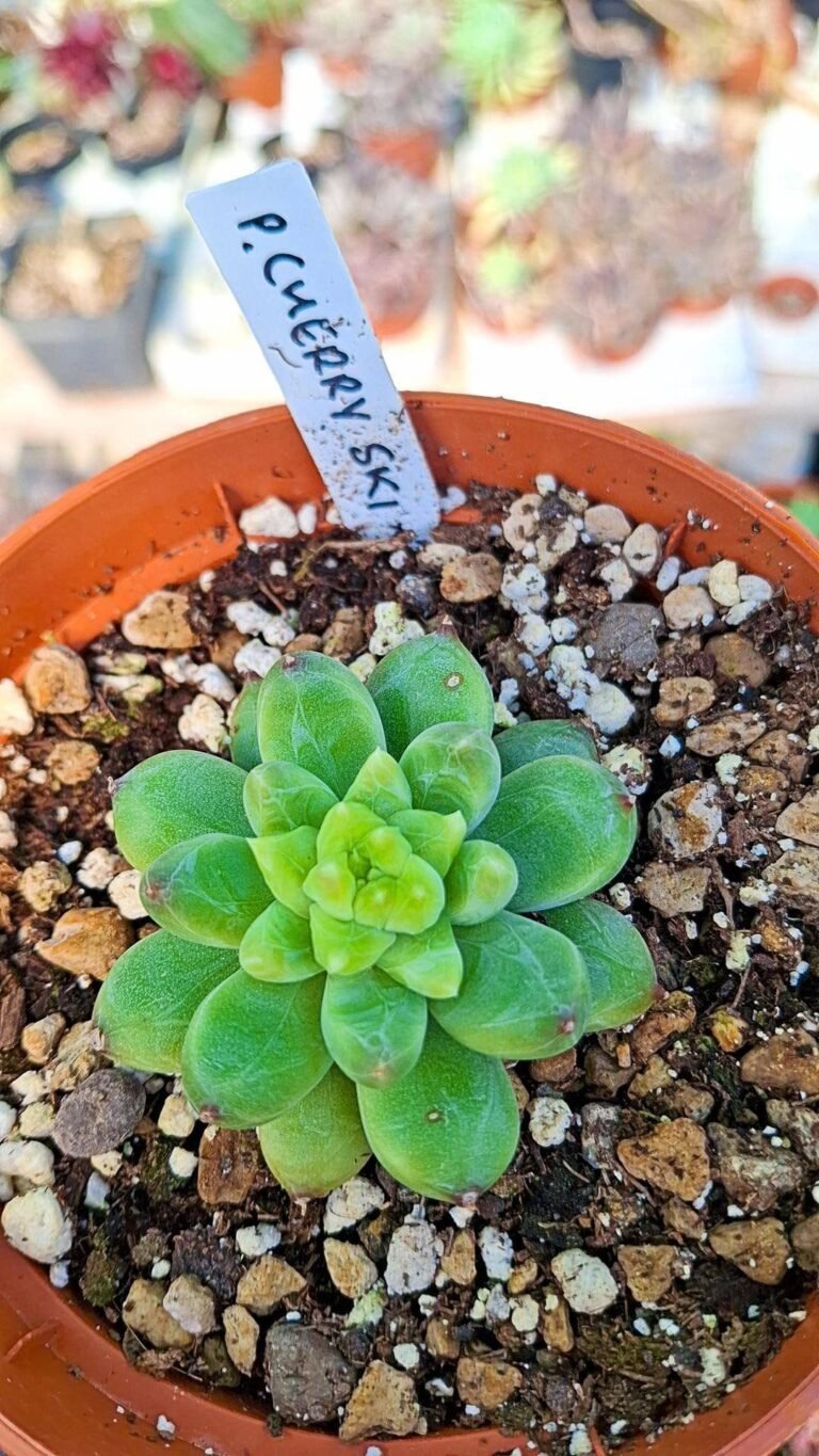 Siracactus-succulente-Pachyphytum-cherry-Sky.jpg