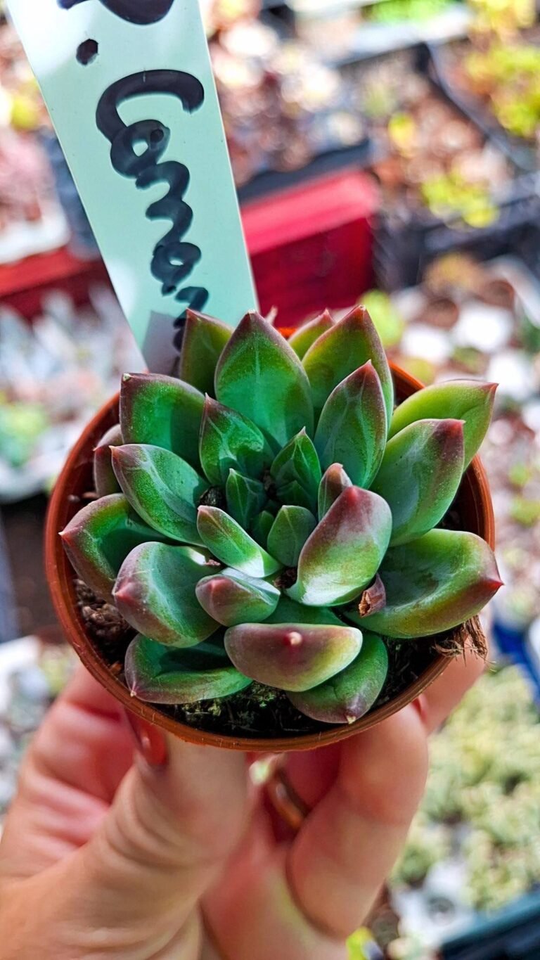 Pachyphytum comanche