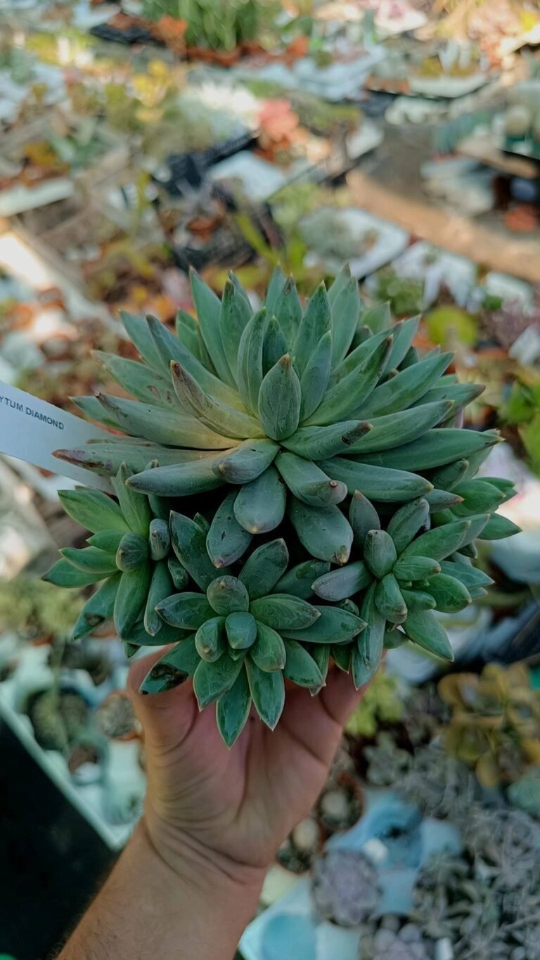 Siracactus-succulente-Pachyphytum-diamond-cluster.jpg
