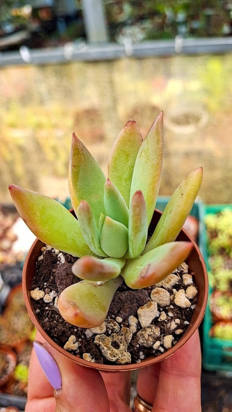 Echeveria colorata Mexican giant x pachyphytum fittkaui