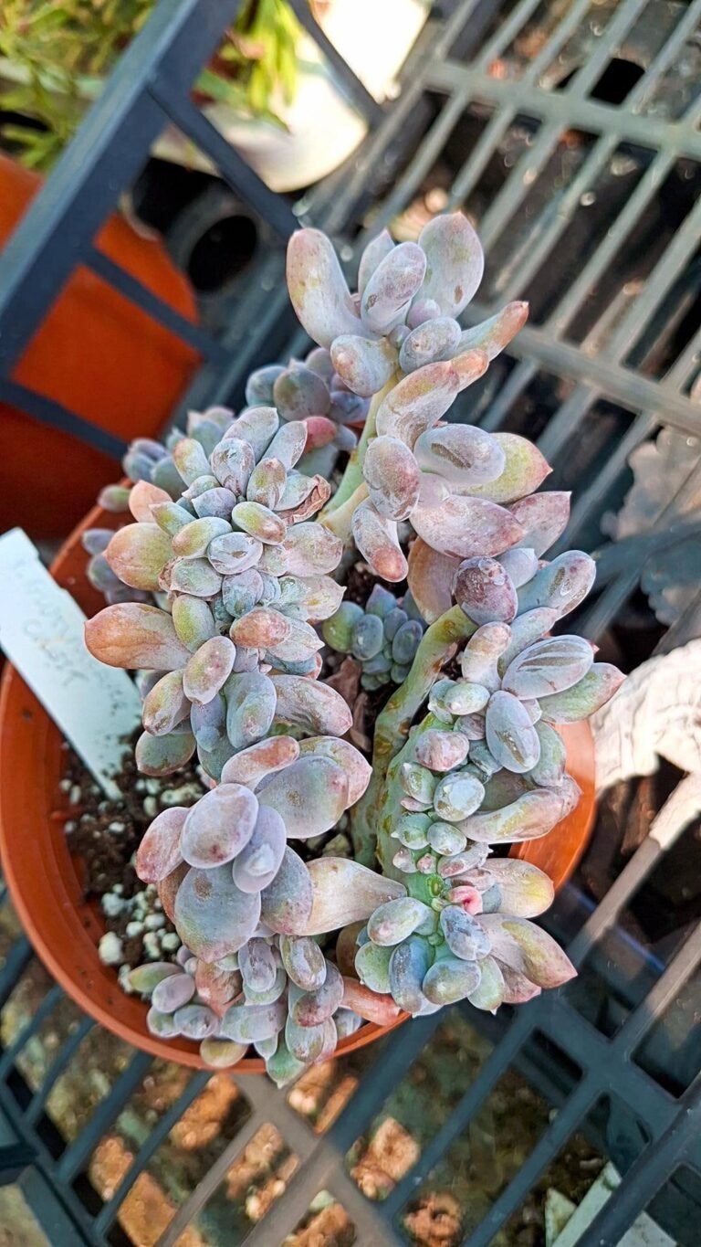 Pachyphytum glutinicaule crestata