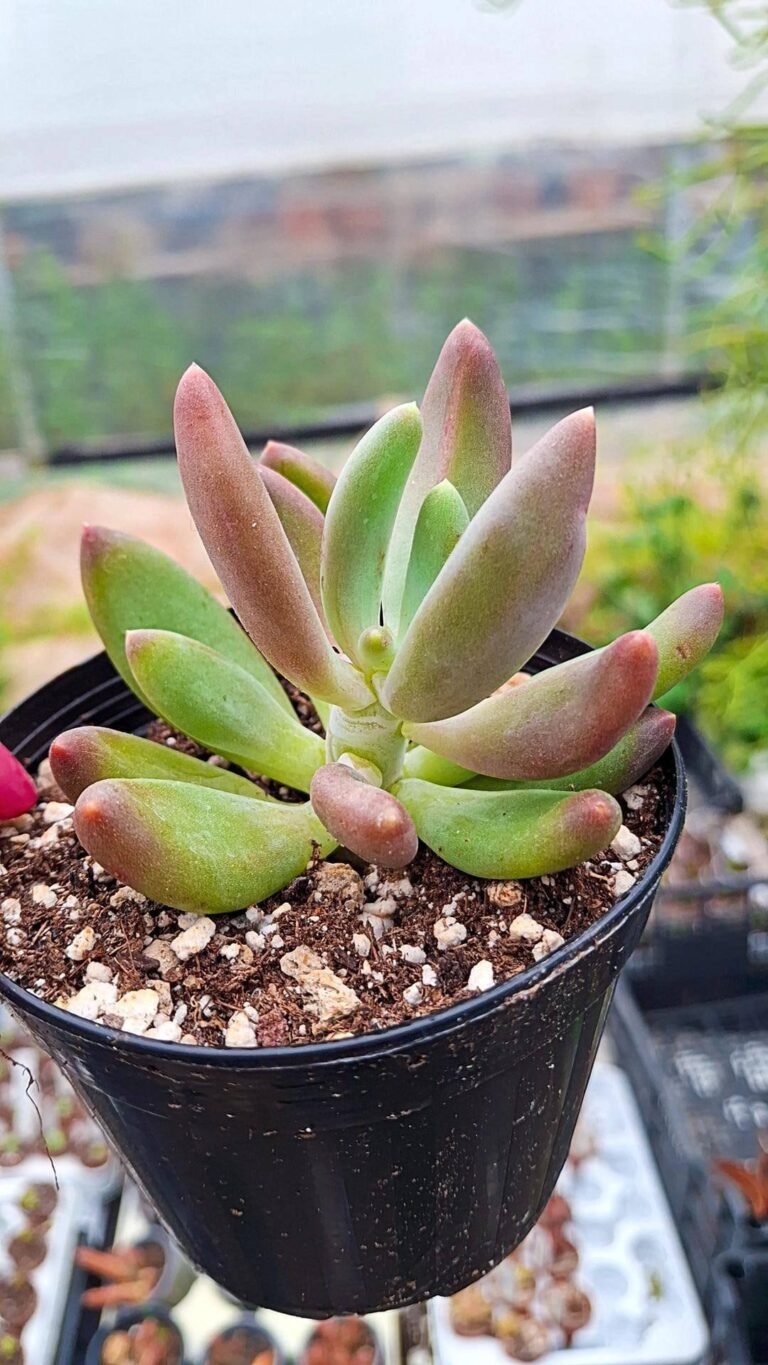 Siracactus-succulente-Pachyphytum-gun-gan.jpg