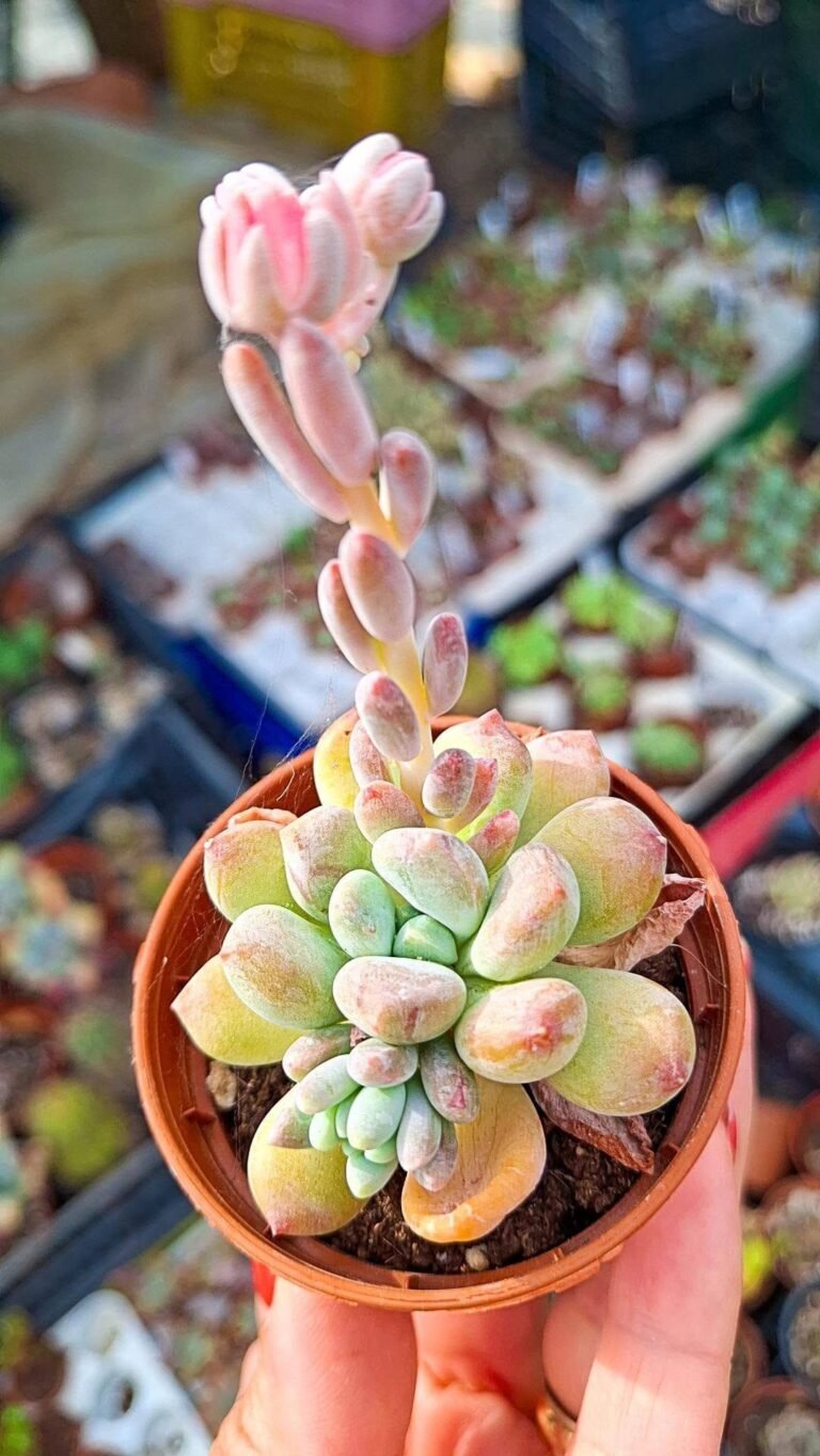 Pachyphytum sp