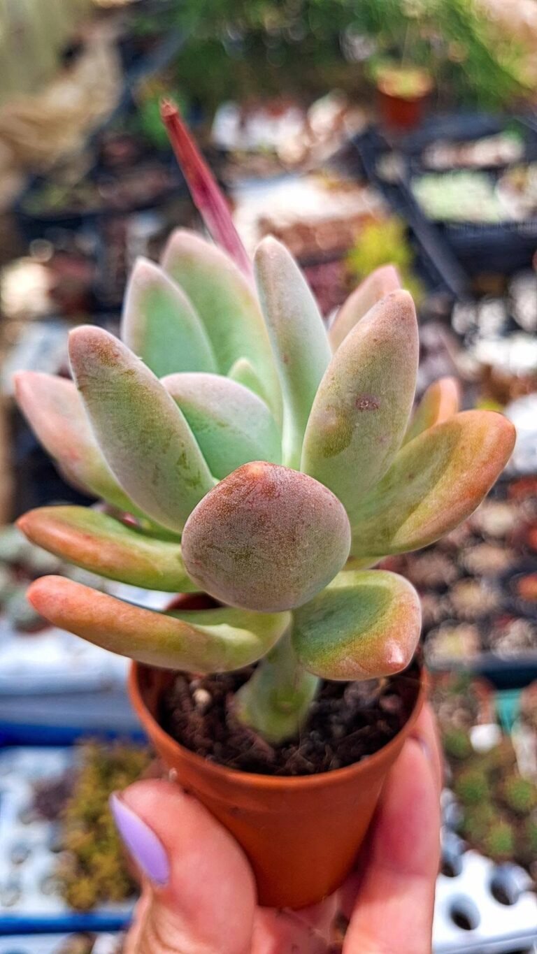 Pachyphytum Wedermannii