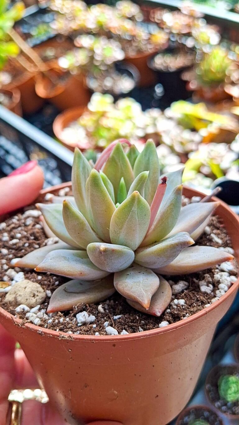 Siracactus-succulente-Pachyveria-compassion.jpg