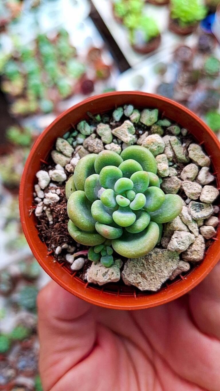 Pachyveria cutie bear