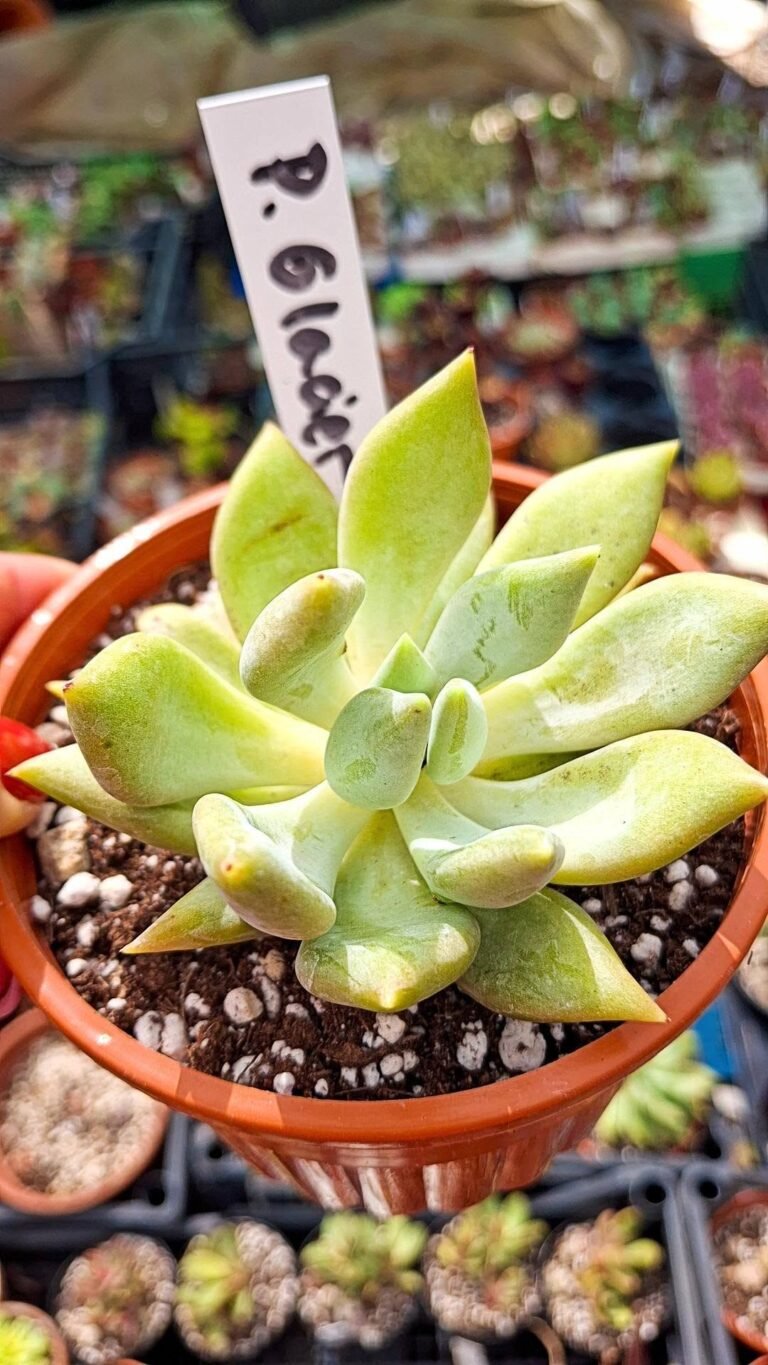 Pachyveria glacier