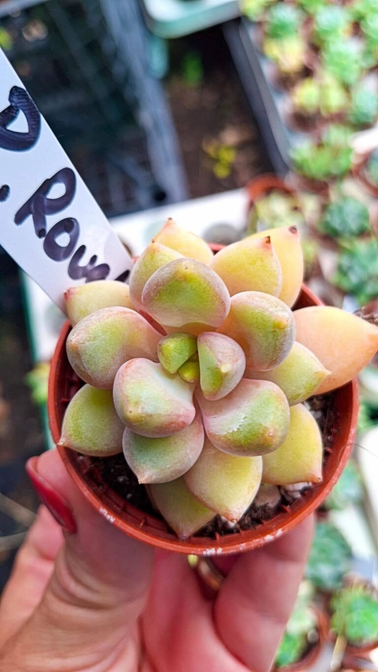 Pachyveria rough