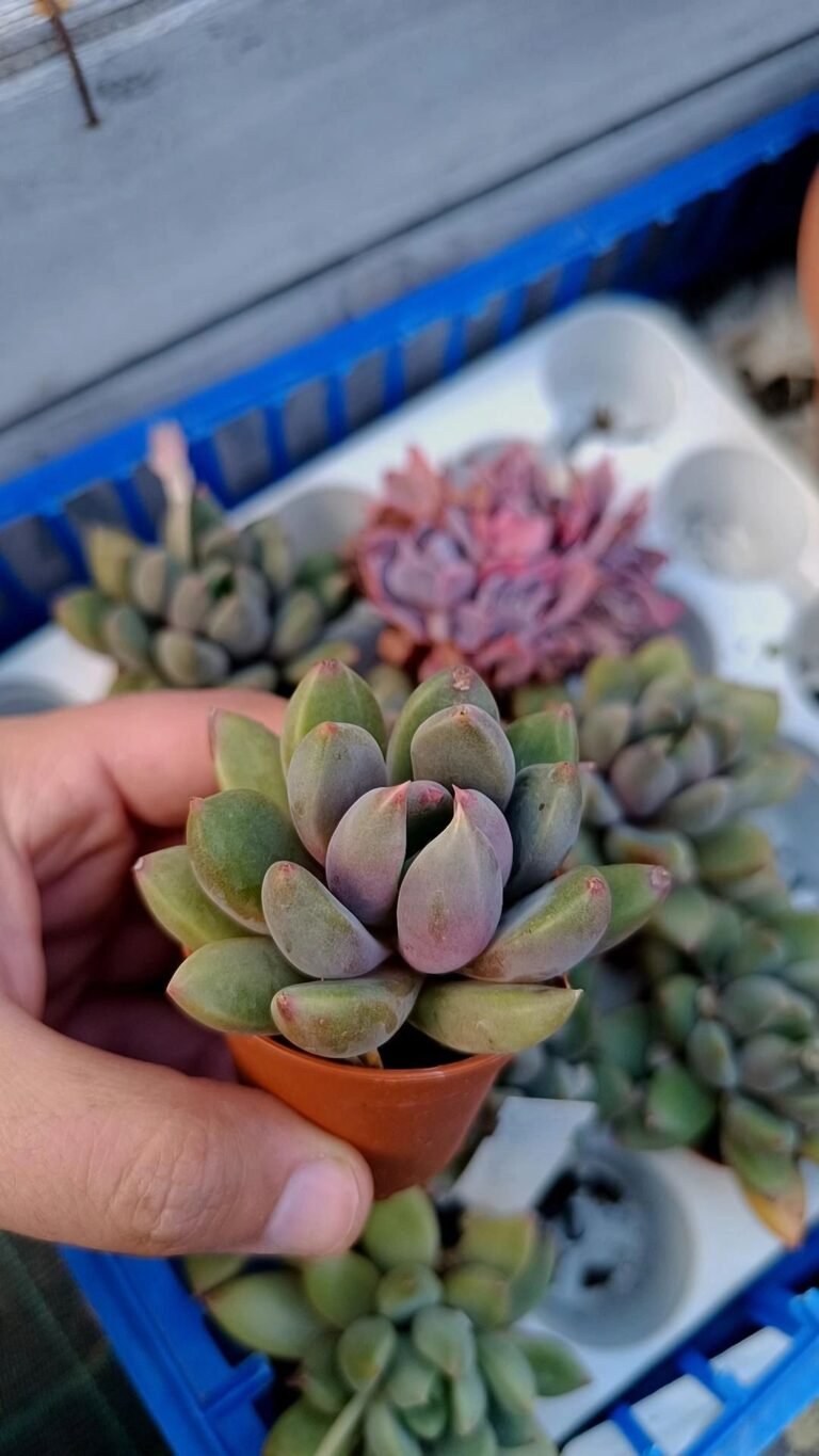 Pachyveria Ruth