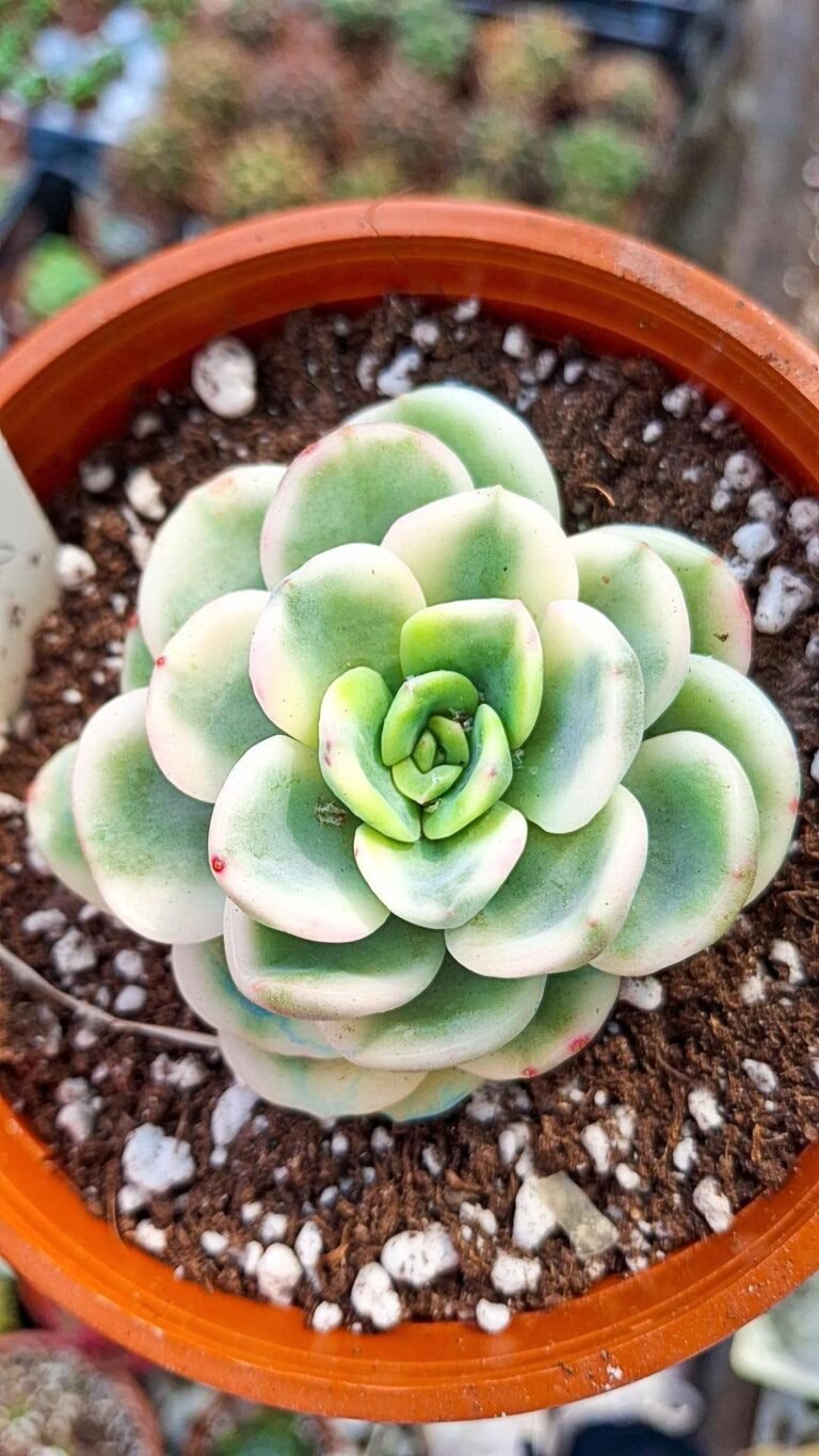 Siracactus-succulente-Pachyveria-worthy-one-variegata-korean.jpg