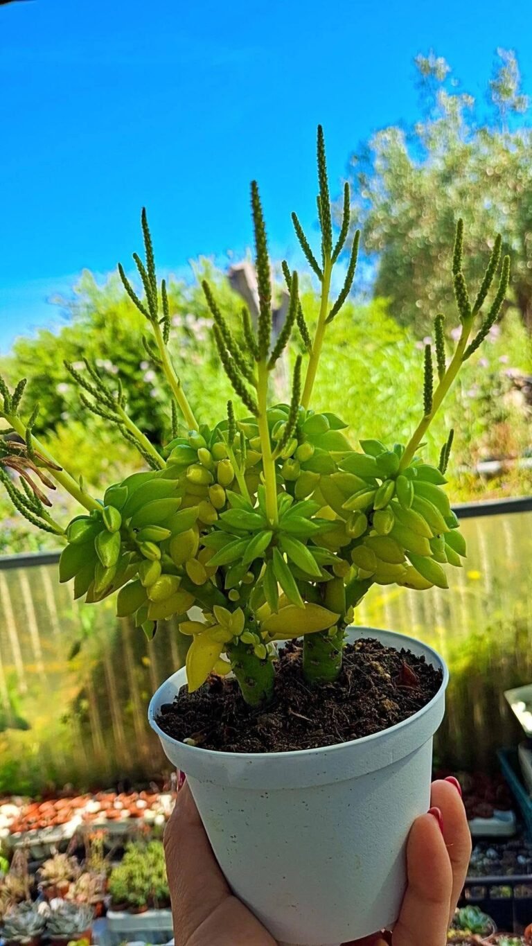 Peperomia dolabriformis