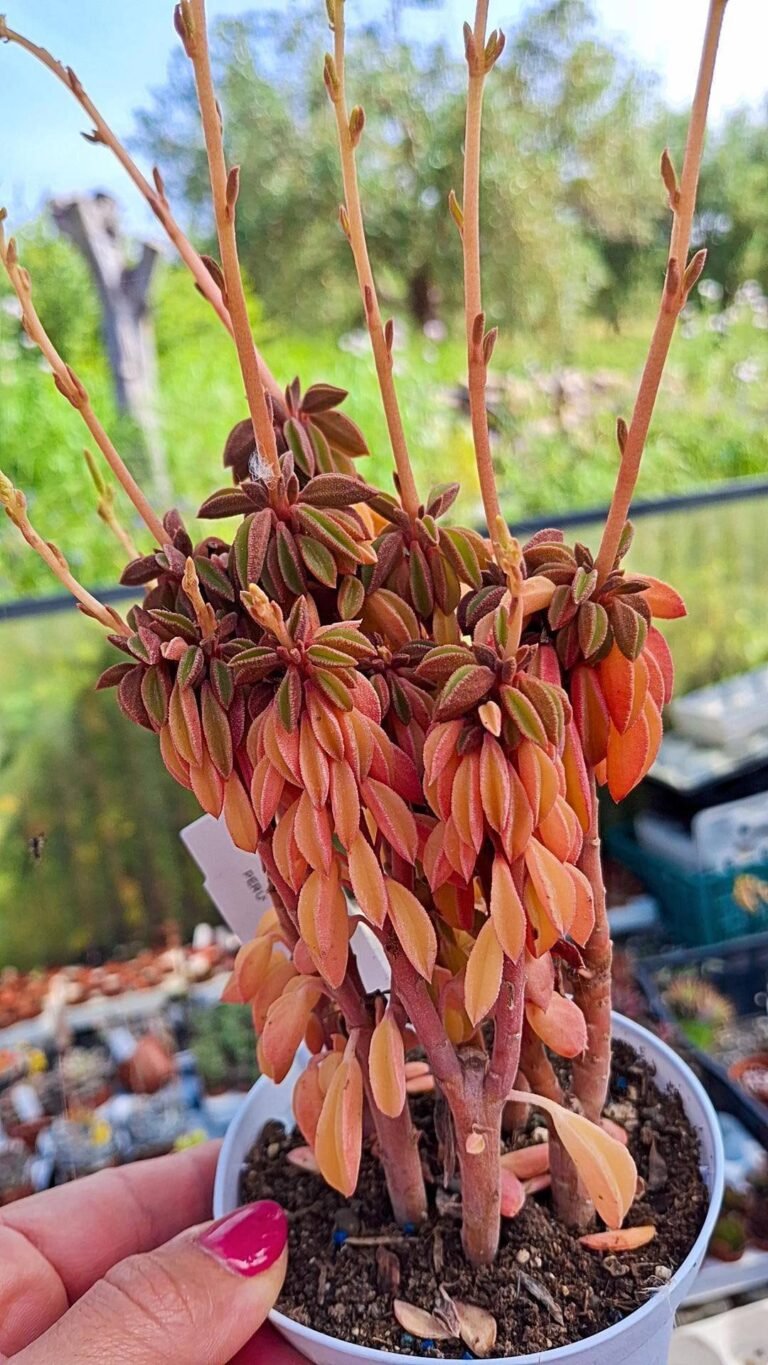 Siracactus-succulente-Peperomia-dolabriformis-v-glaucescens.jpg