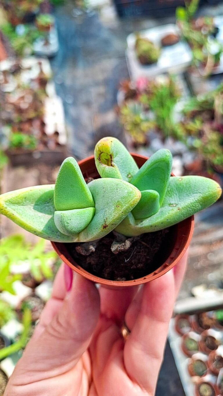 Pleiospilos sp
