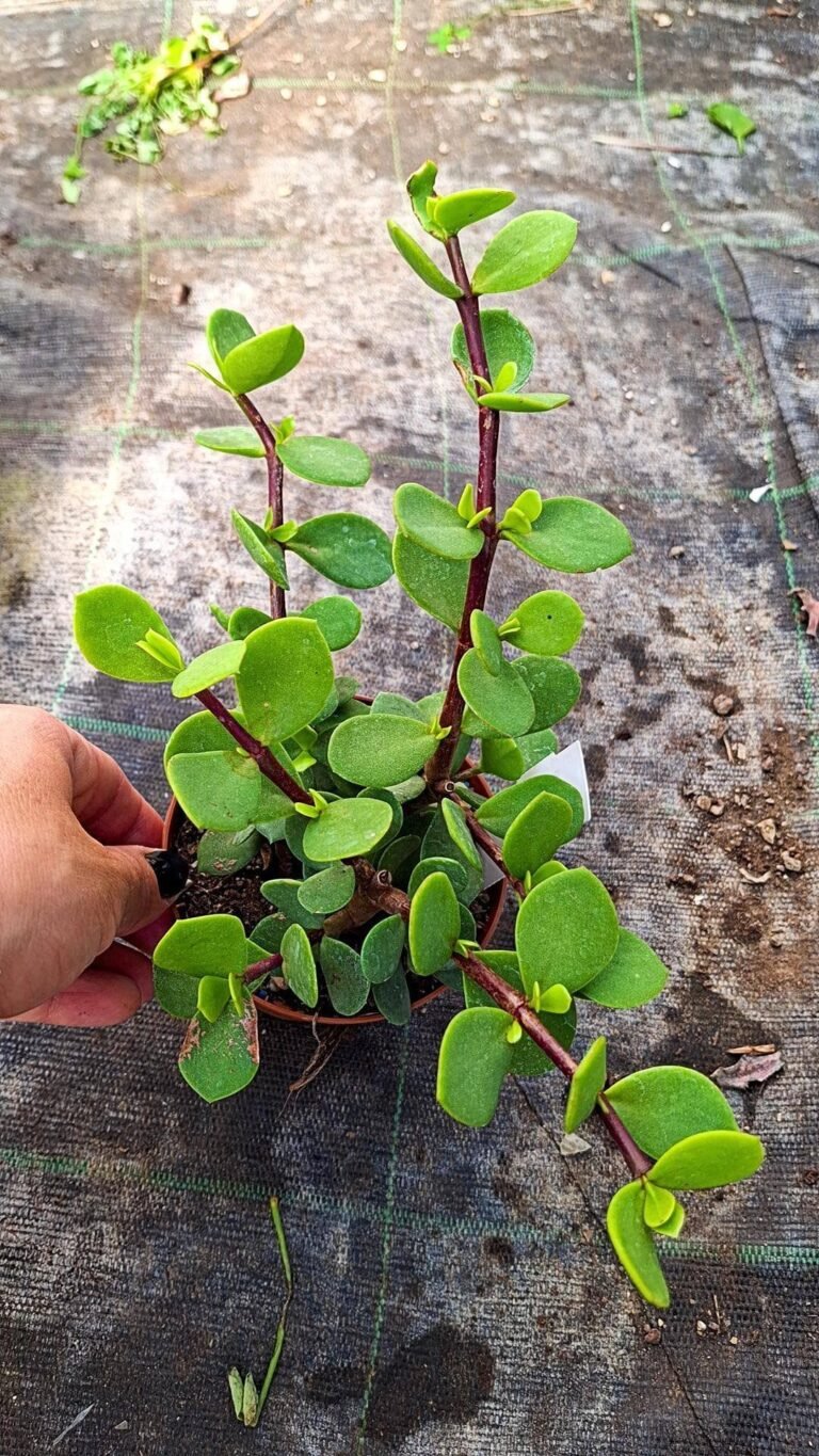 Portulacaria Afra