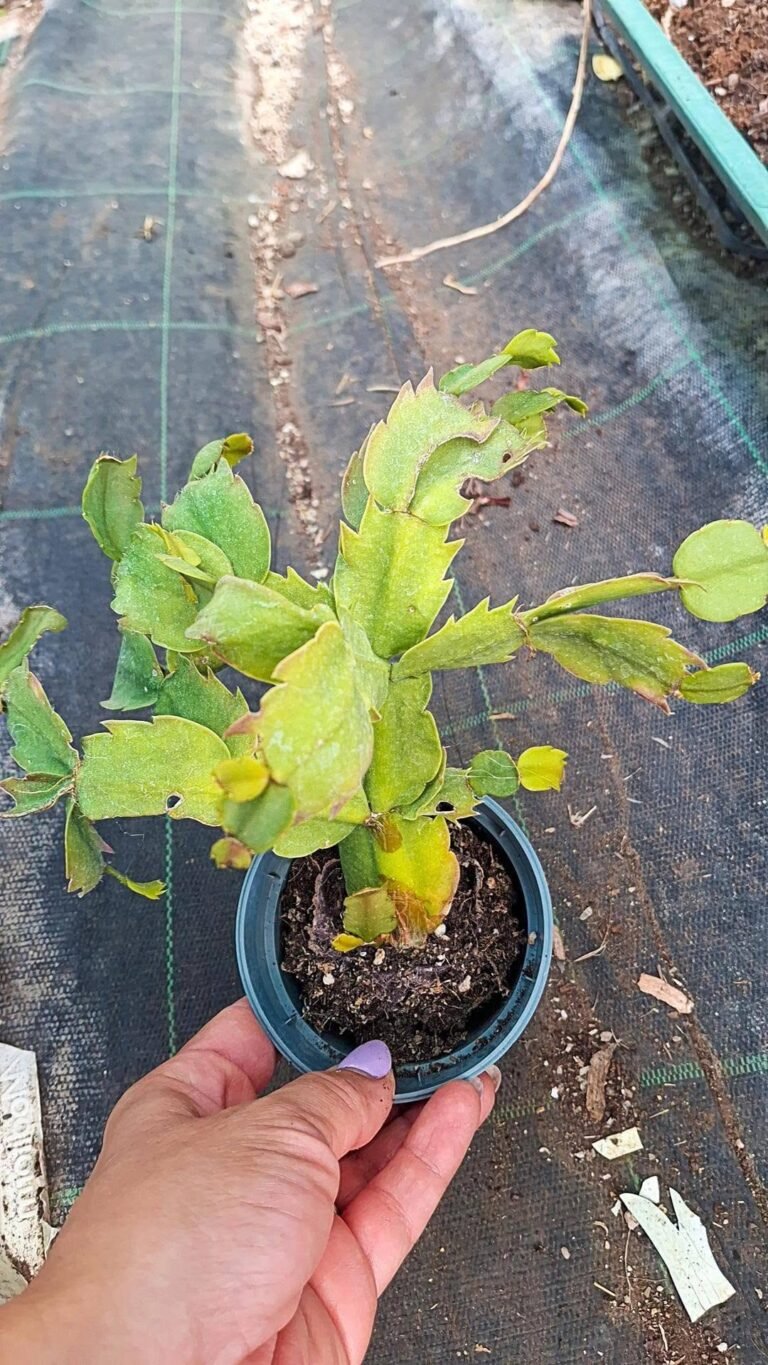 Schlumbergera hybrid