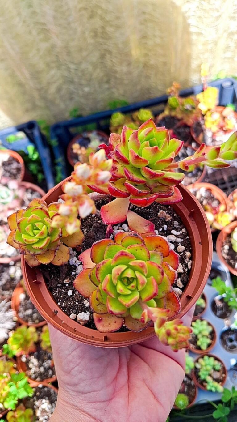 Siracactus-succulente-Sedeveria-letizia-1.jpg