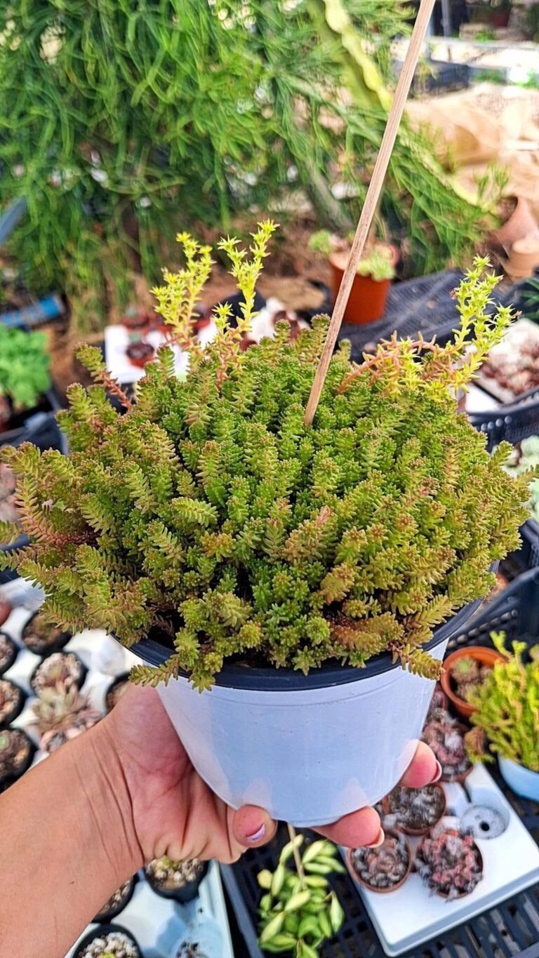 Sedum Sexangulare
