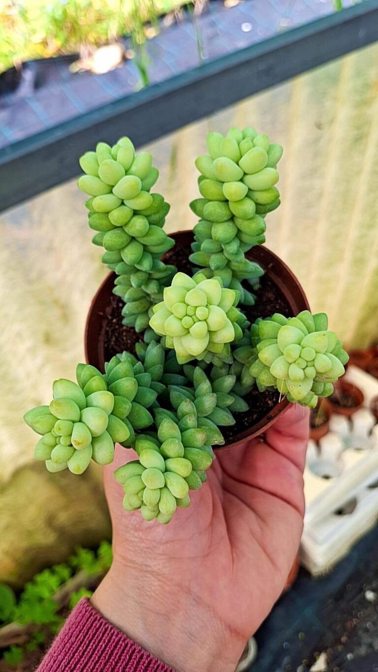 Siracactus-succulente-Sedum-burrito.jpg