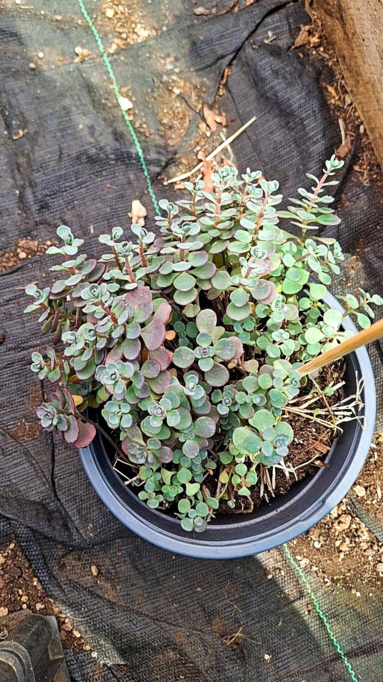 Sedum cauticola lidakense