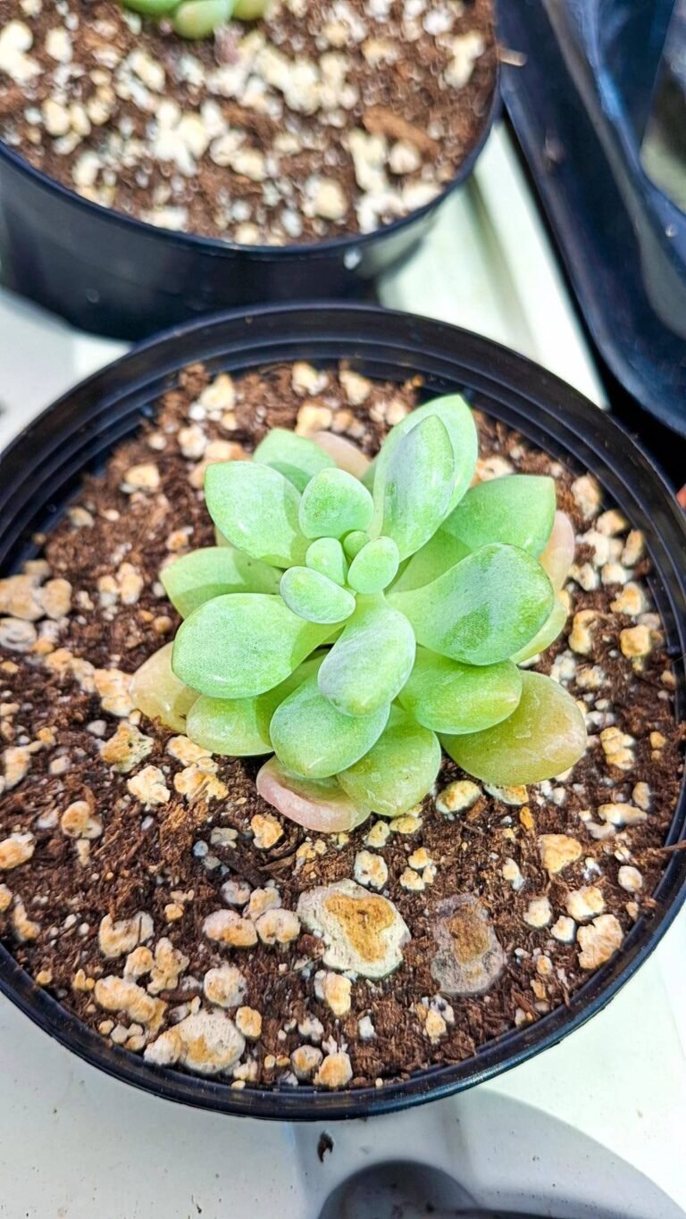 Sedum caviar