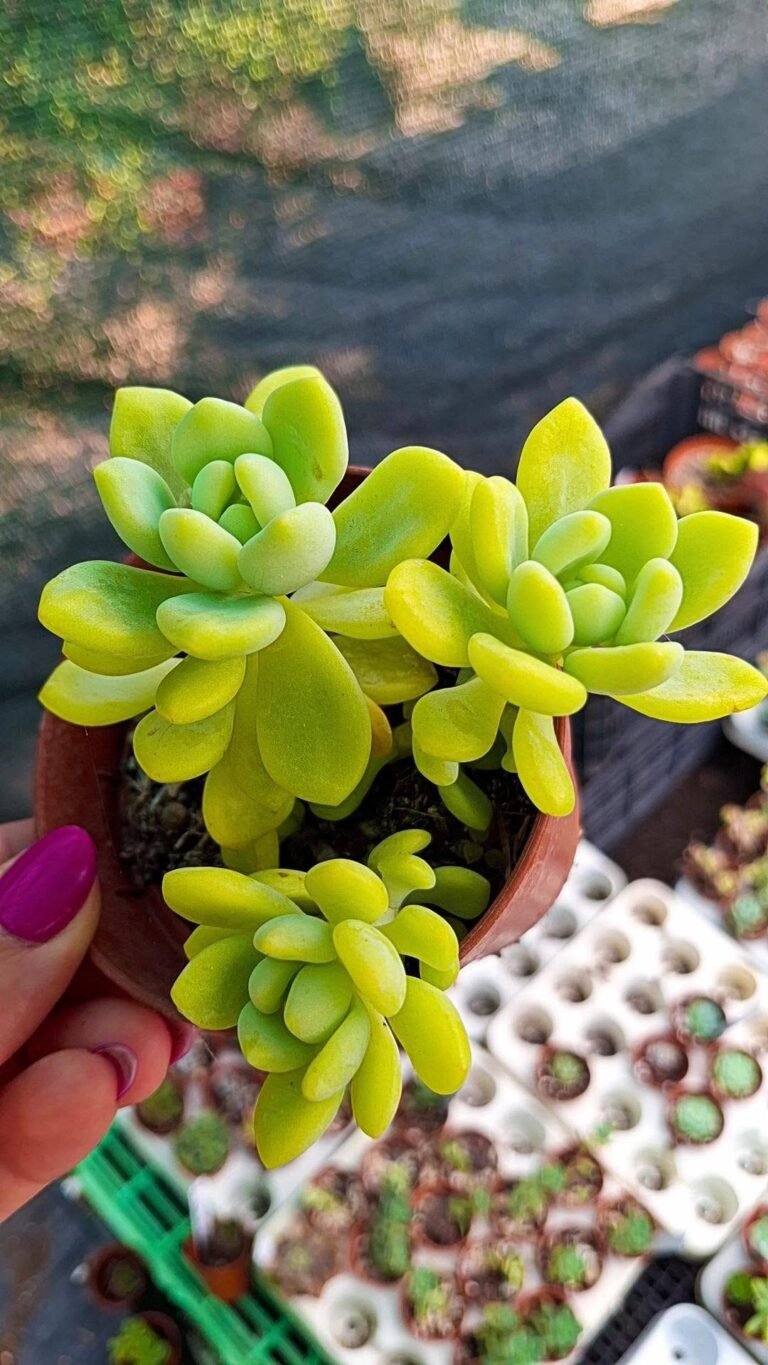 Sedum clavatum RT clausen
