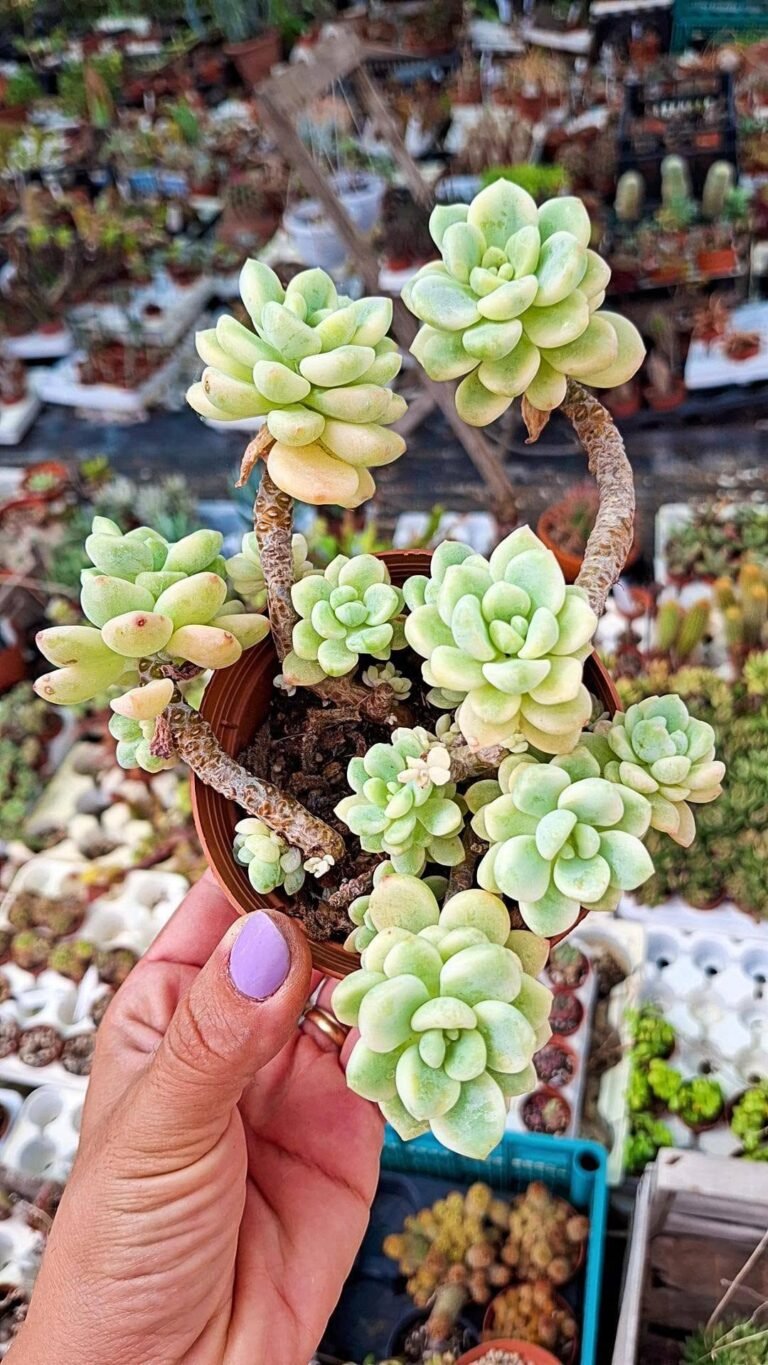 Sedum Clavatum Variegata Korean