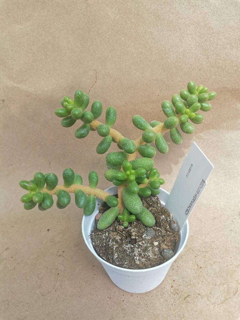 Sedum Hernandezii