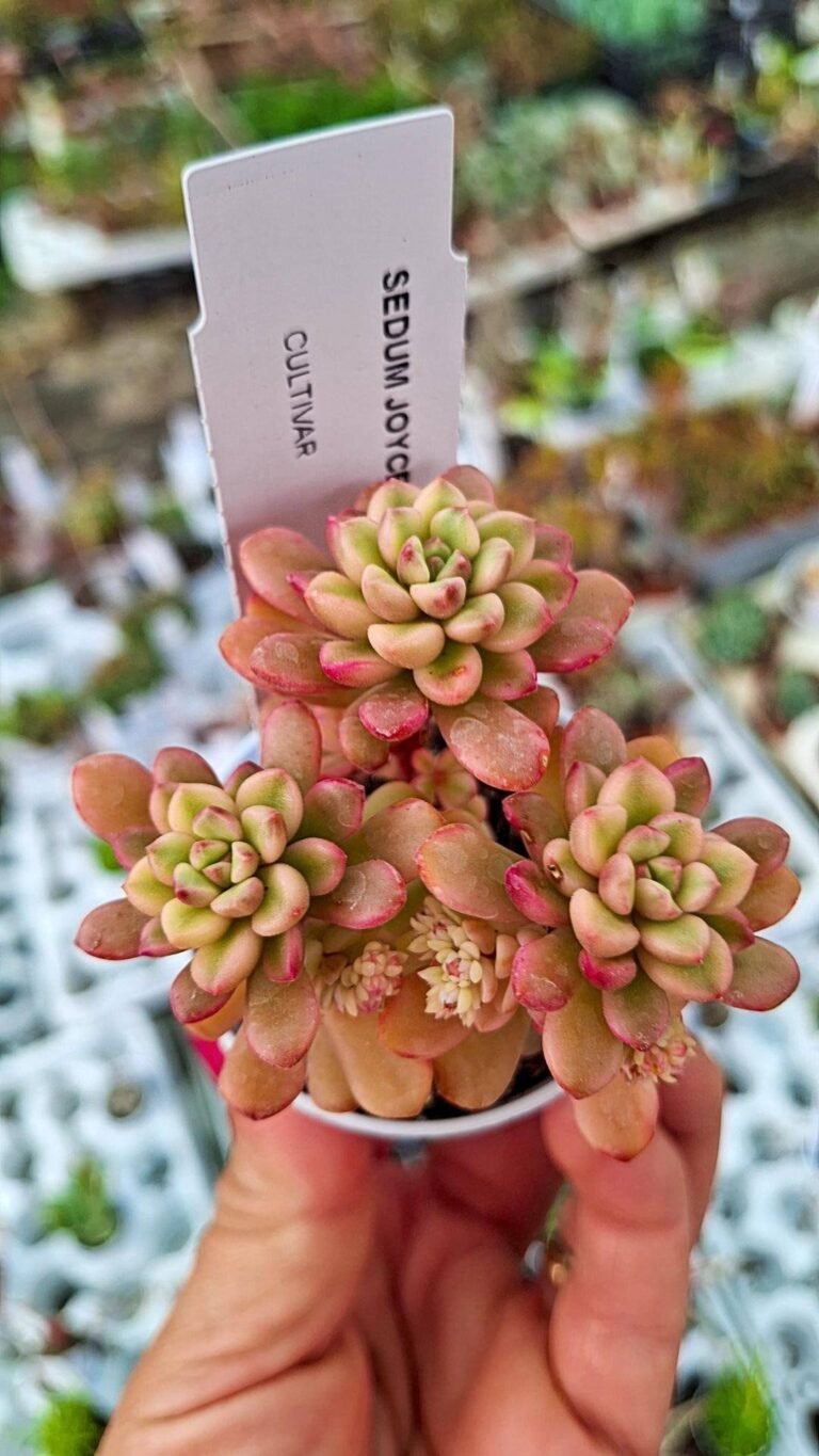 Siracactus-succulente-Sedum-joyce-tulloch-Variegata.jpg
