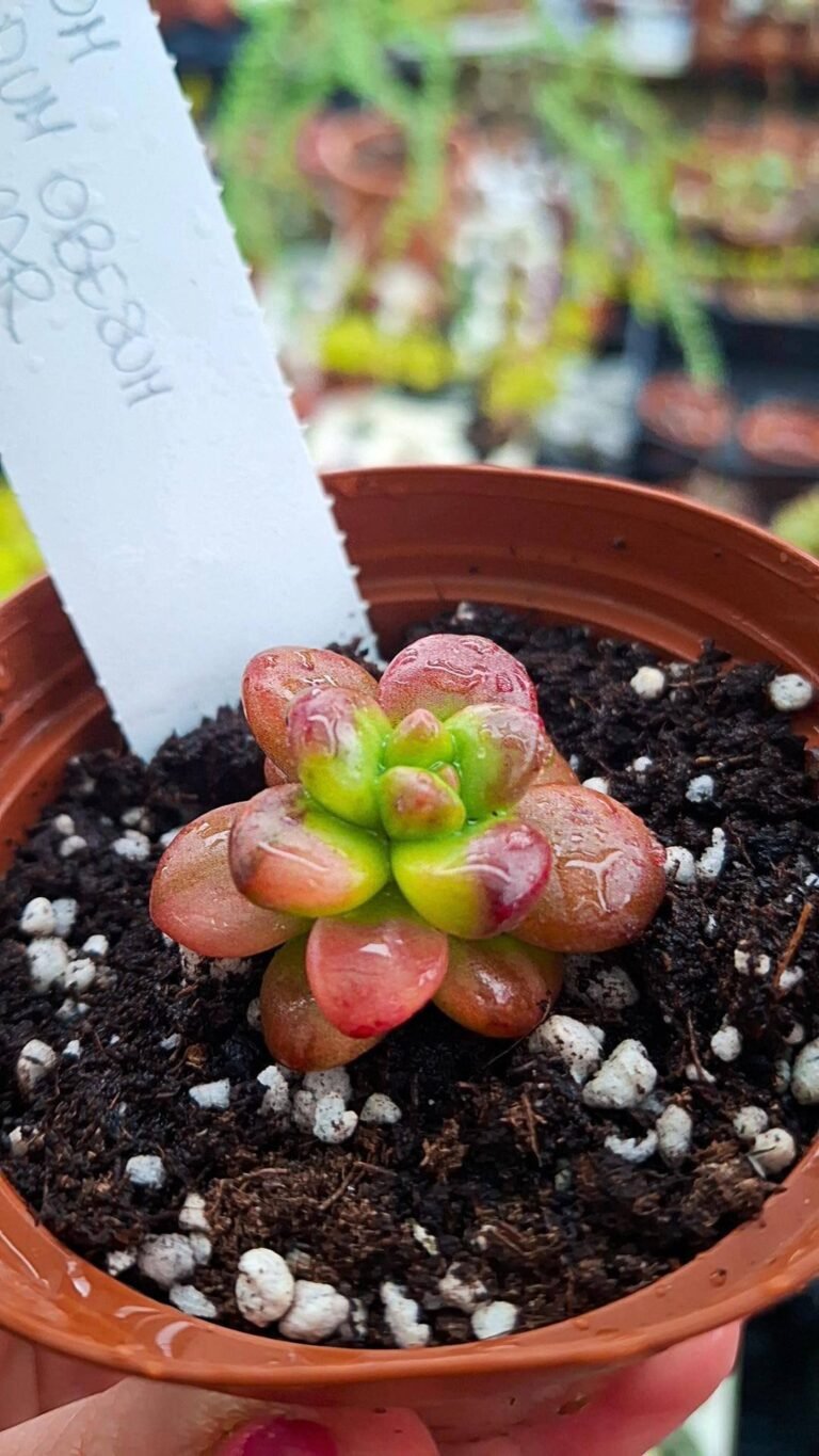 Siracactus-succulente-Sedum-lucidum-obesum-Variegata-korean.jpg
