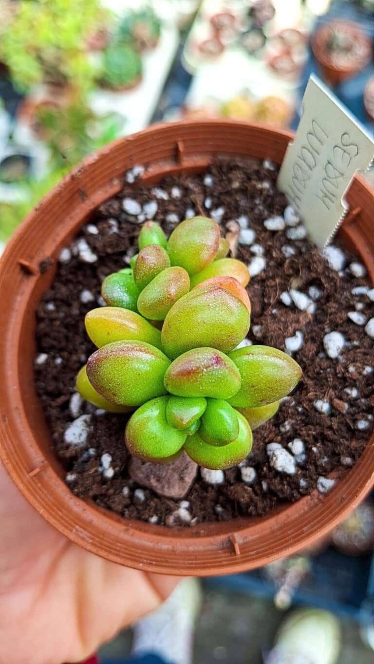Siracactus-succulente-Sedum-lucidum-obesum-variegata-korean-1.jpg