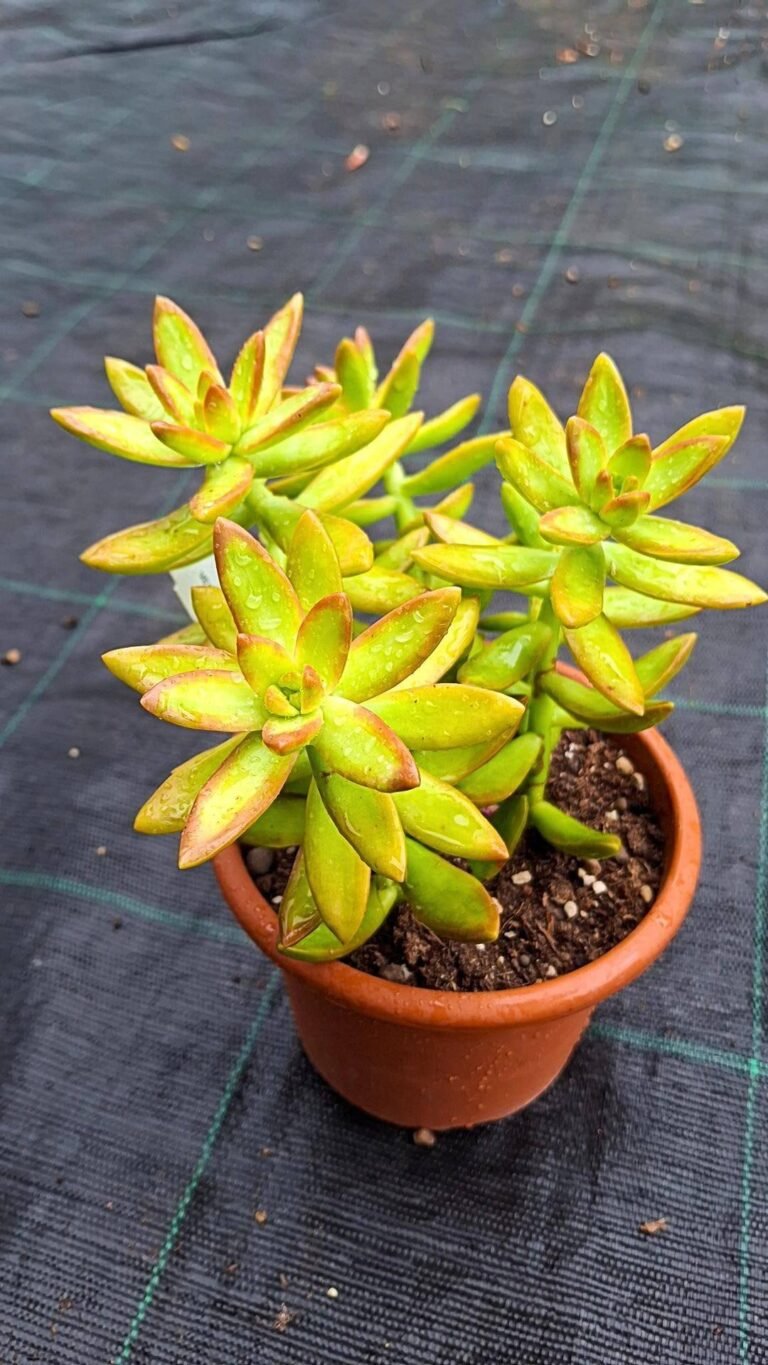 Siracactus-succulente-Sedum-nussbaumerianum.jpg