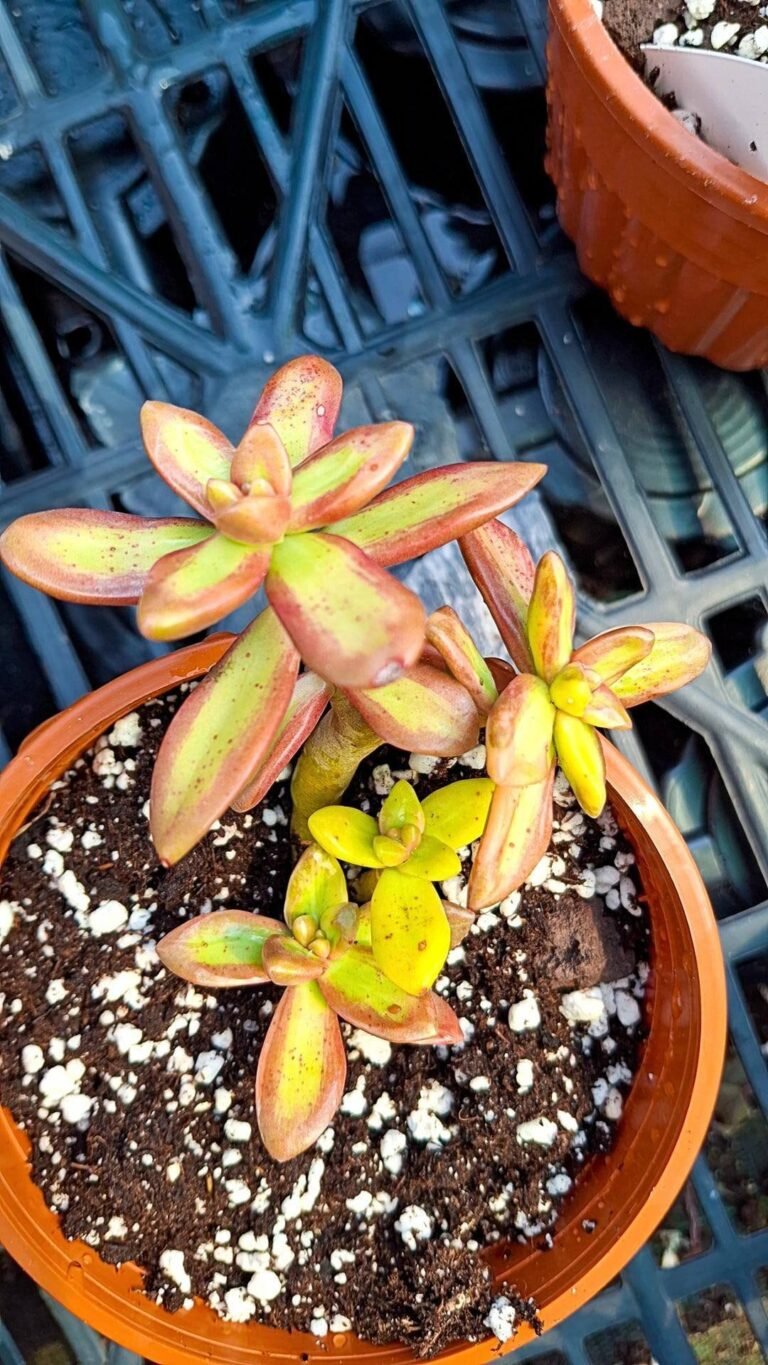 Siracactus-succulente-Sedum-nussbaumerianum-variegata-korean.jpg
