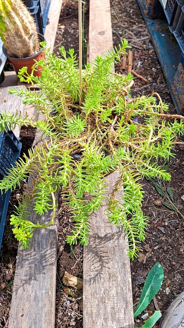 Sedum Reflexum angelina