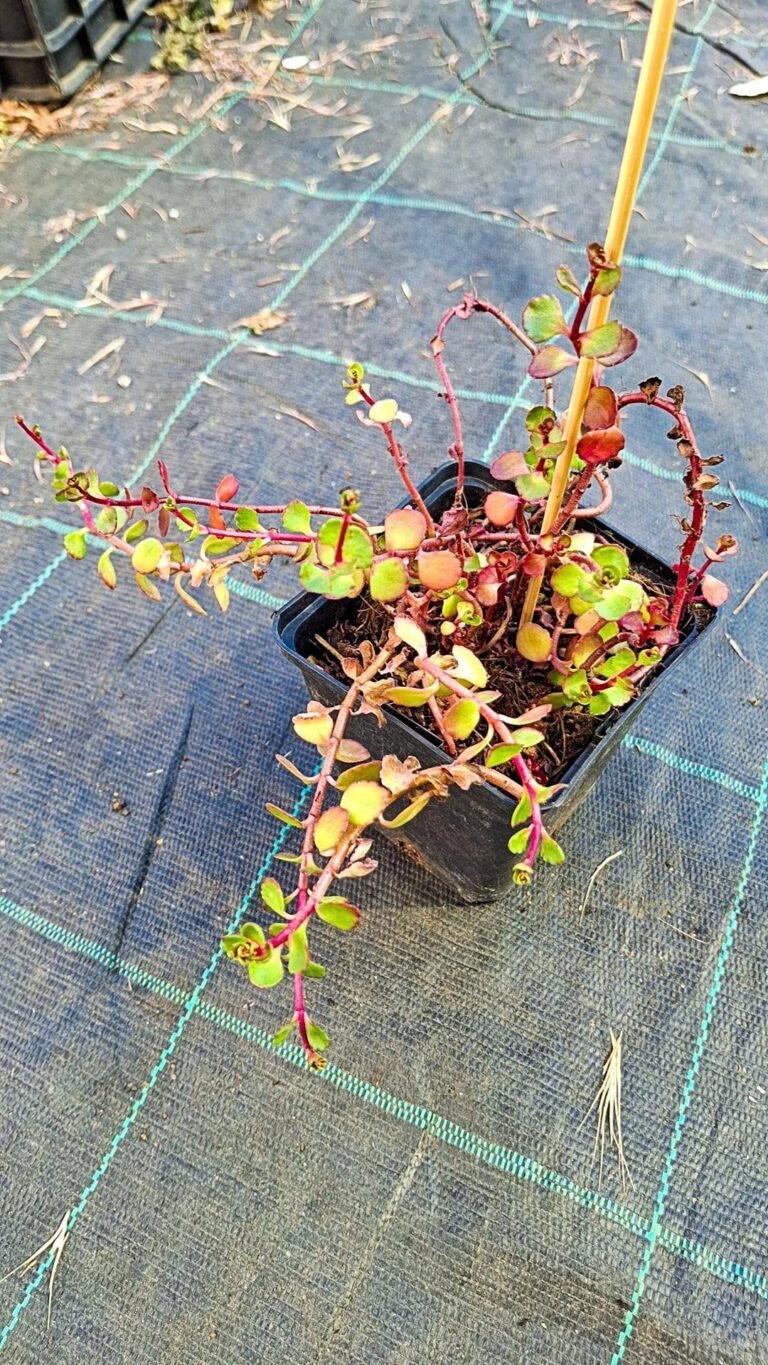 Sedum spurium woodoo