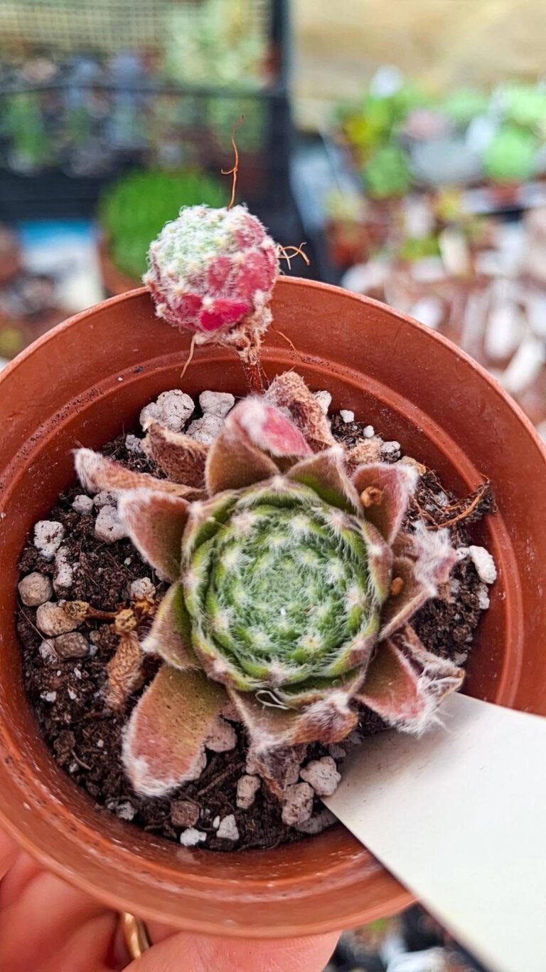 Sempervivum Disney festival
