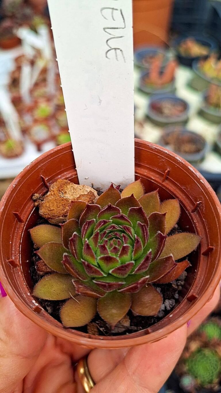 Sempervivum Gabrielle