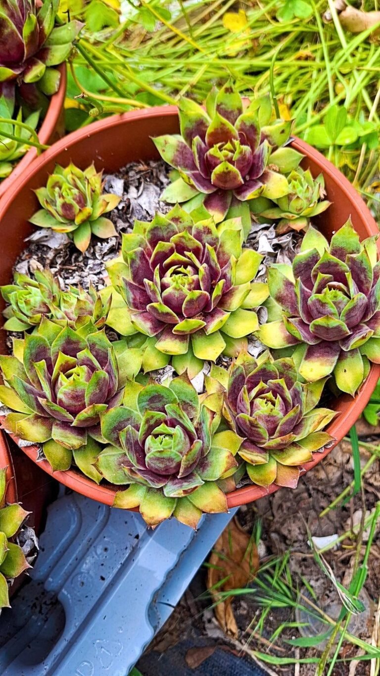 Siracactus-succulente-Sempervivum-Gold-nugget.jpg