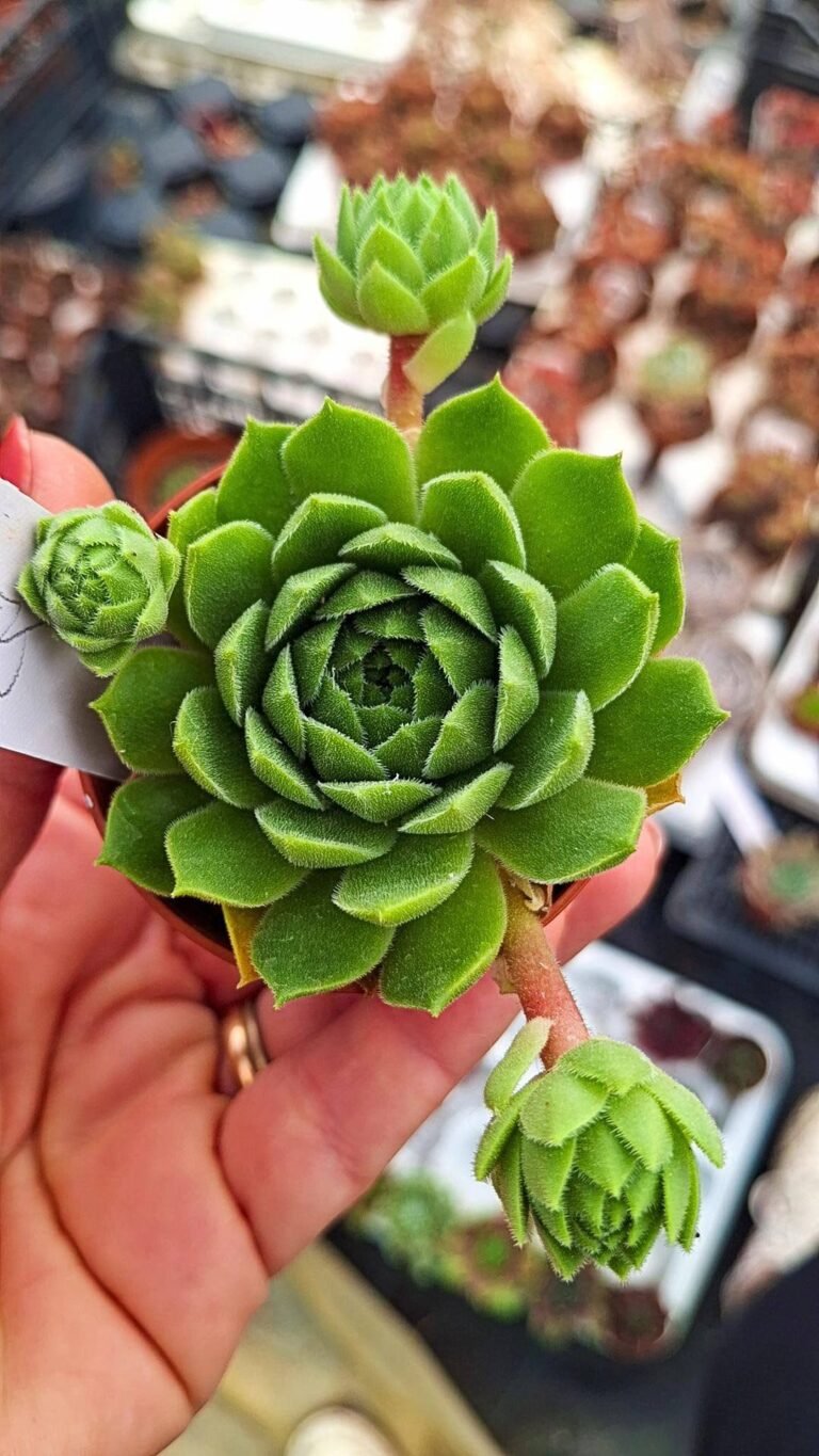 Sempervivum Jade