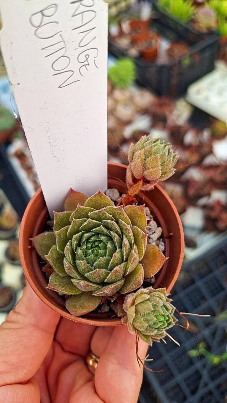 Sempervivum Orange button