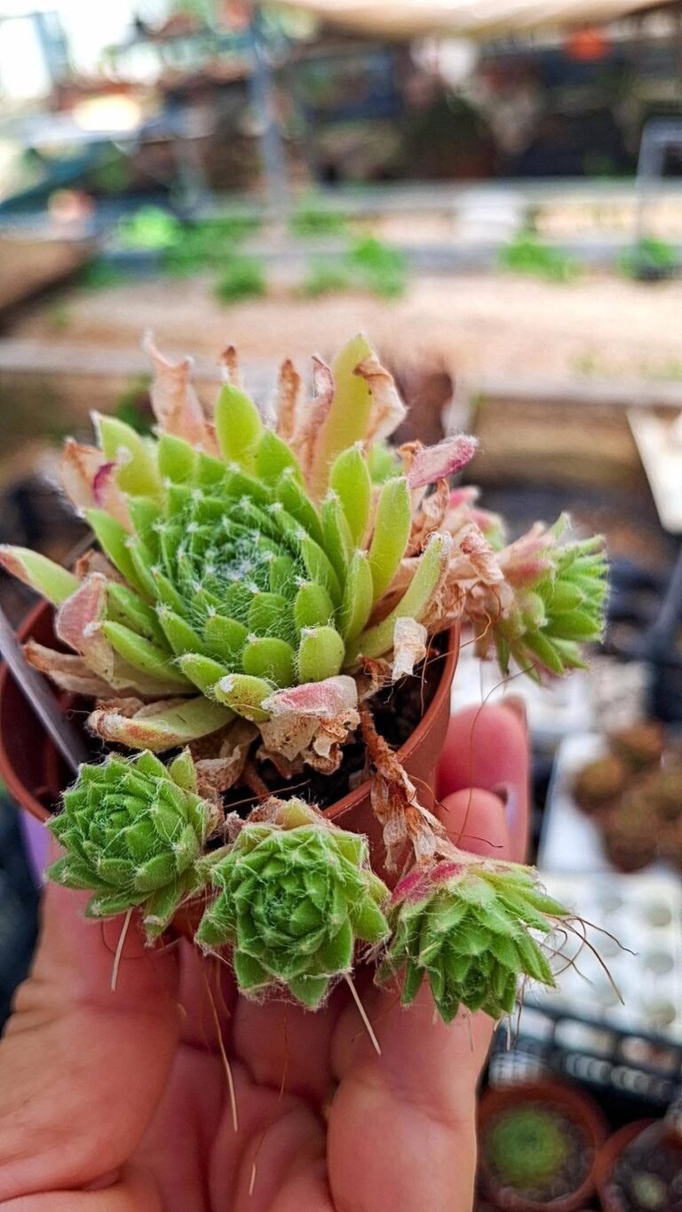 Sempervivum limelight accestita