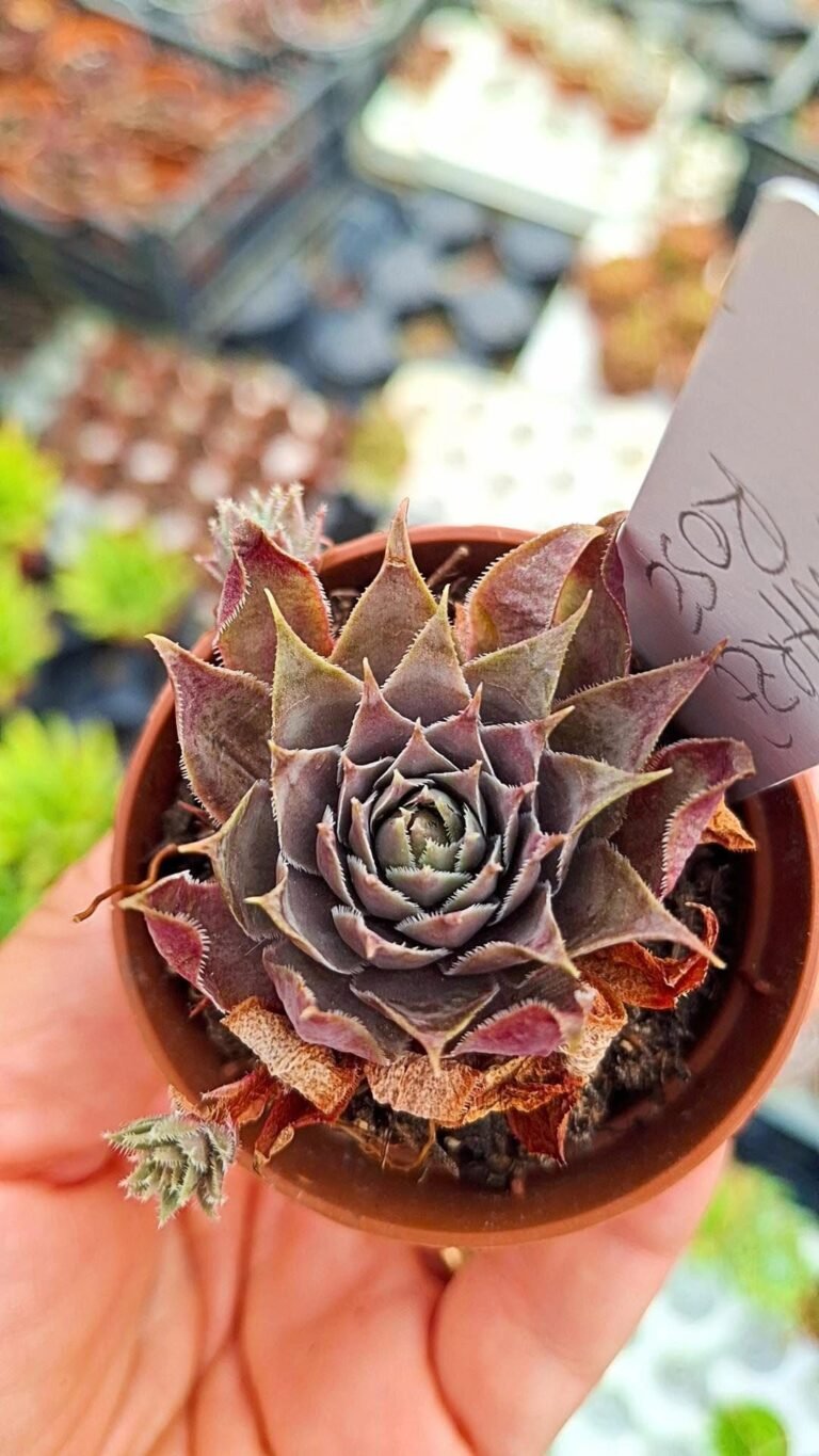 Sempervivum schwarze rose