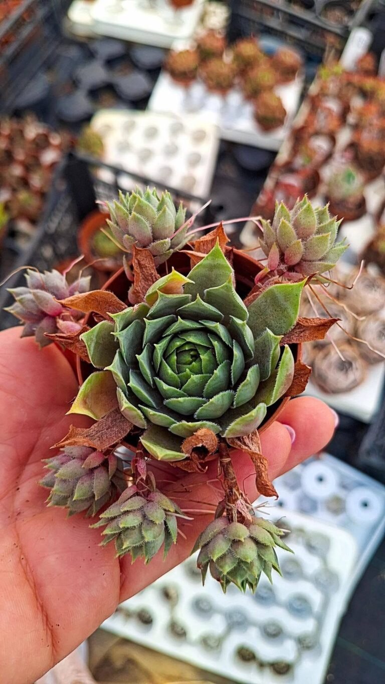 Sempervivum sp
